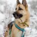 Dogs Trust issues warning to dog owners amid cold weather