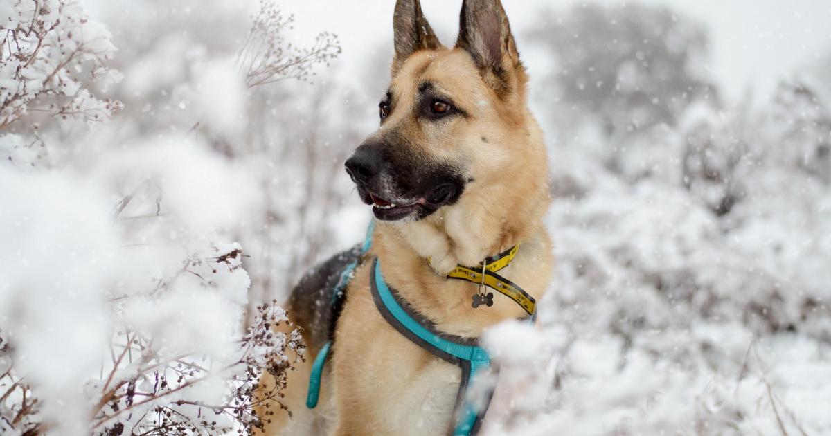 Dogs Trust issues warning to dog owners amid cold weather