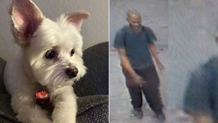 Emotional support dog missing after carjacking outside convenience store in Montrose