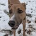 'Gentle giant' lurcher dog hopes to find new home in Lancashire