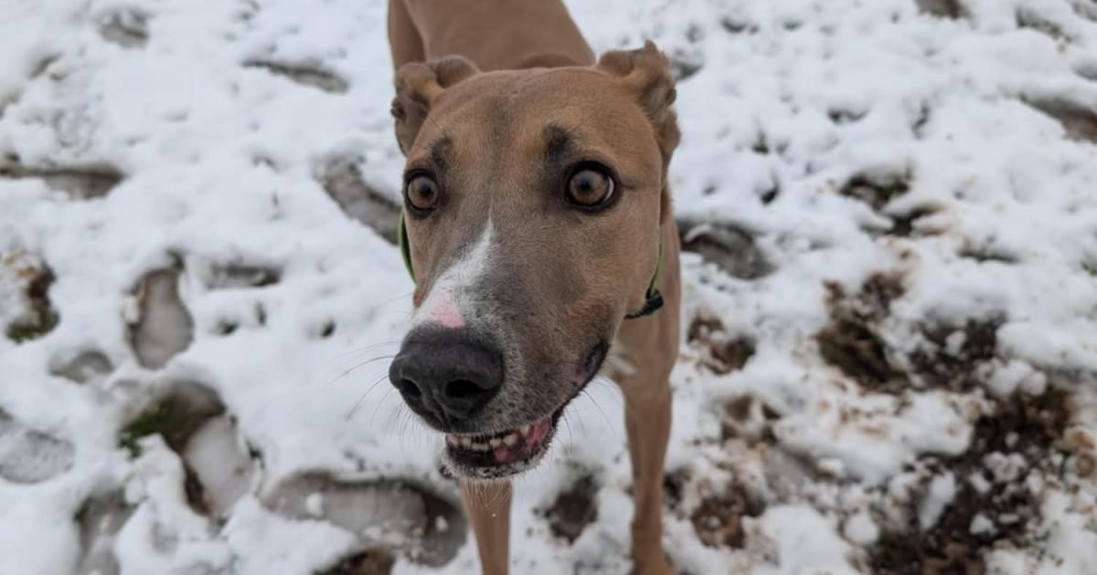 'Gentle giant' lurcher dog hopes to find new home in Lancashire