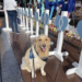 Glenpool church's comfort dog helps New Orleans attack victims, responders