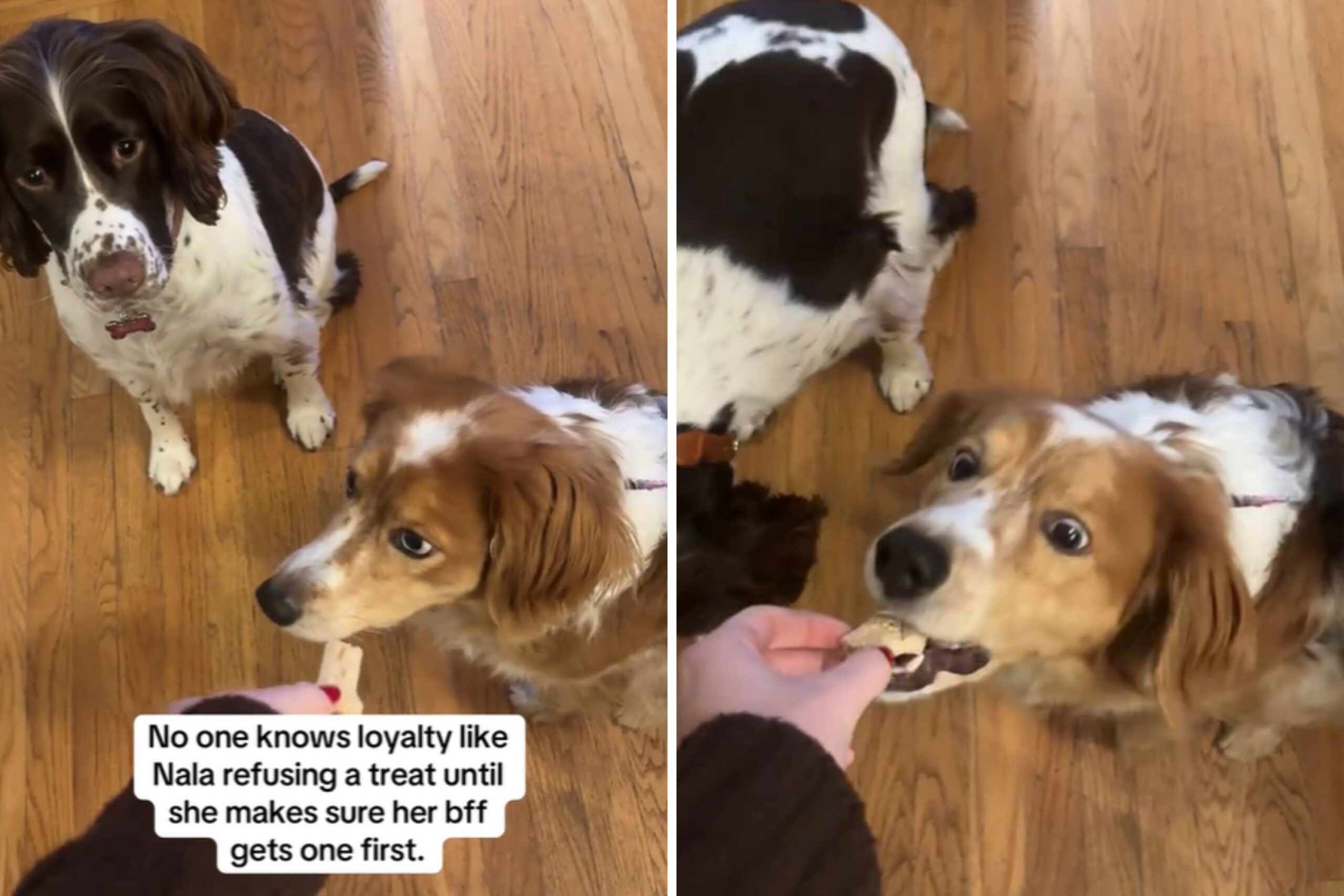 Dog gives first treat away