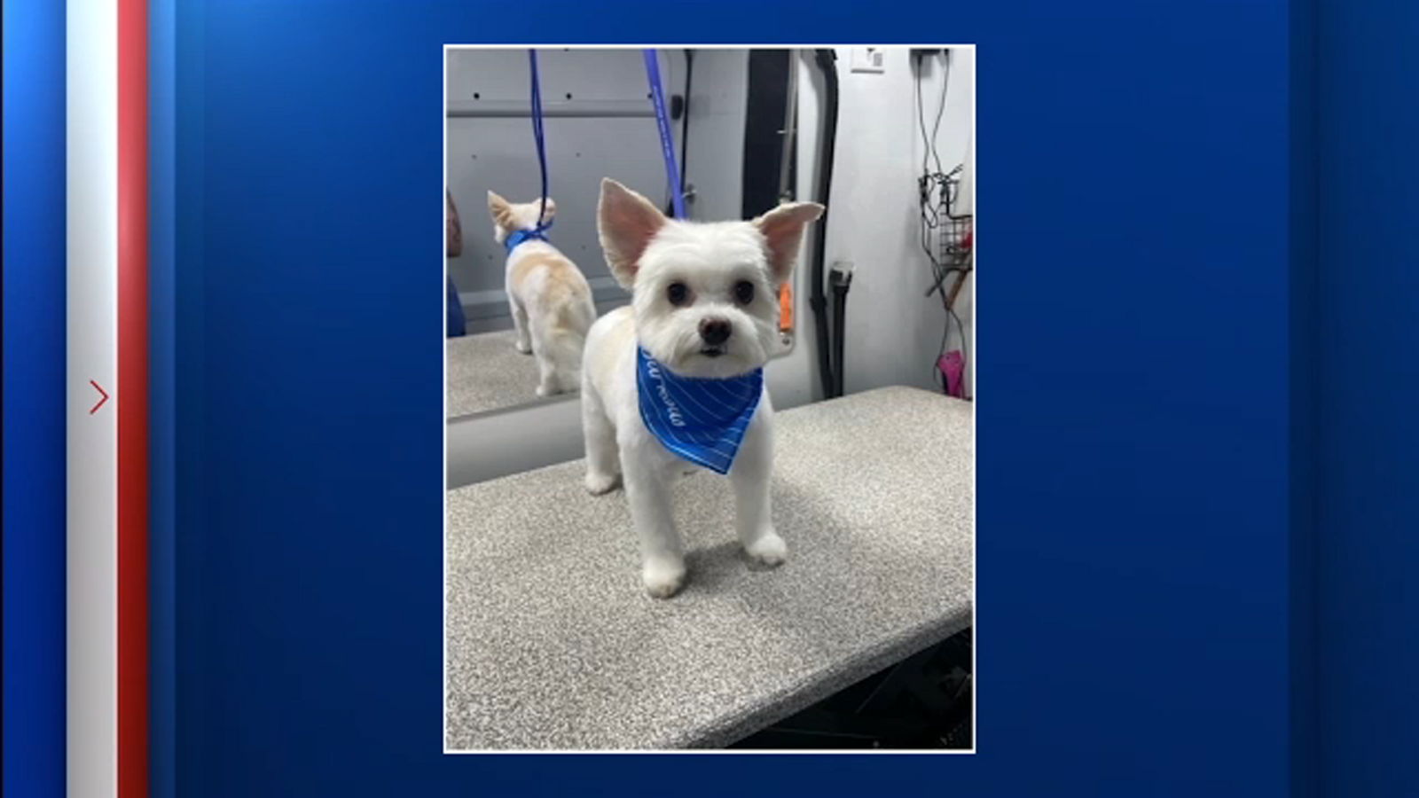 Houston woman says her car was stolen with her emotional support dog inside at gas station near Montrose and Westheimer