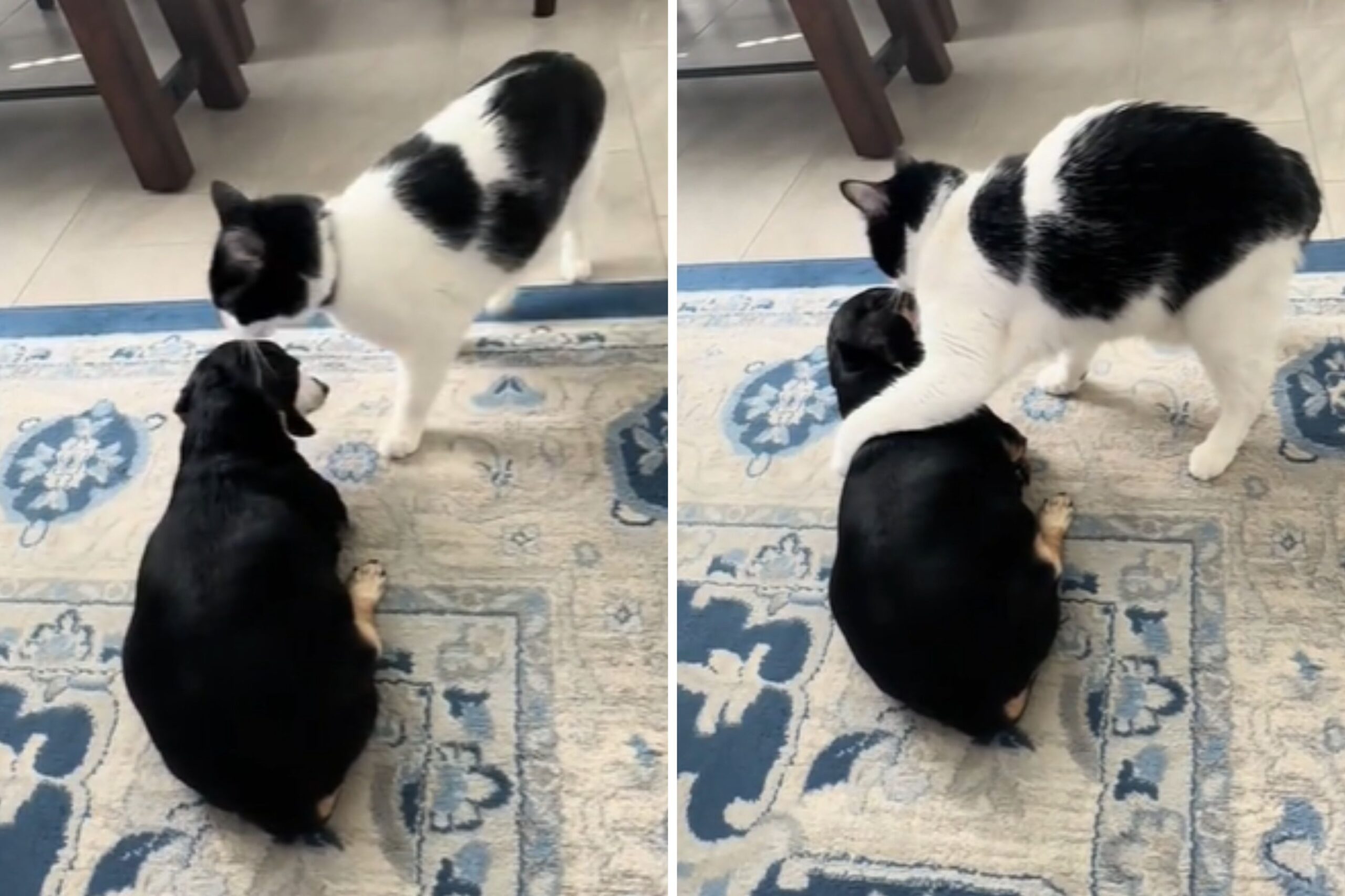 Cat gently joins senior dog