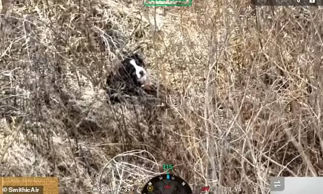 Incredible moment gorgeous Bernese Mountain dog was rescued by drone after a week in the cold