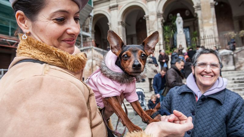 Italian museums are offering visitors dog-sitting services