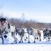 John Beargrease Sled Dog Marathon postponed due to ‘unsafe trail conditions’