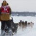 Lack of snow causes Lake Minnetonka Klondike Dog Derby cancellation for second year in a row