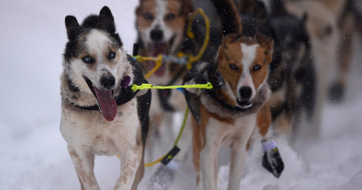 Lake Minnetonka Klondike Dog Derby canceled due to lack of snow