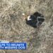 Missing dog found by Dog Gone Pet Recovery's thermal drone, reunited with Crystal Lake, Illinois family: VIDEO