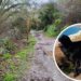 New Year dog walk in Cornwall nightmare after Penrose fall