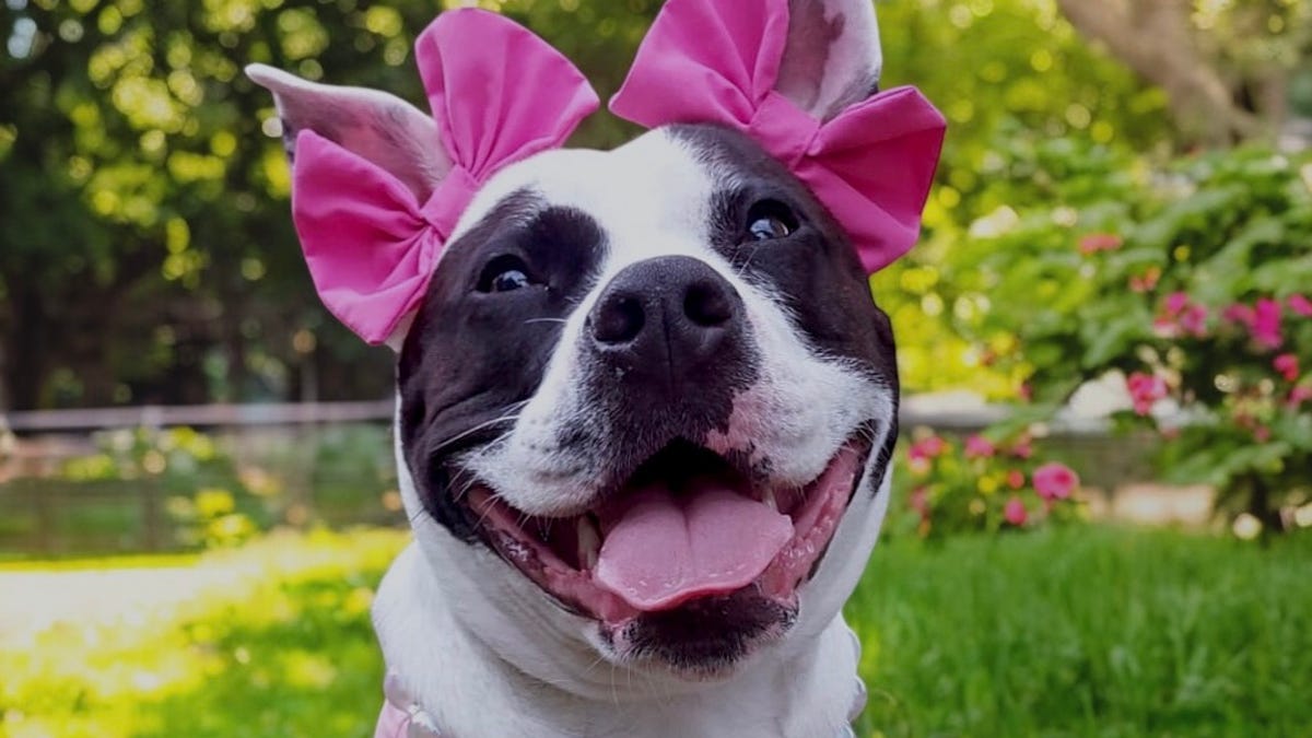 Olive, a pit bull from Verona, is in the running to be America's Favorite Pet