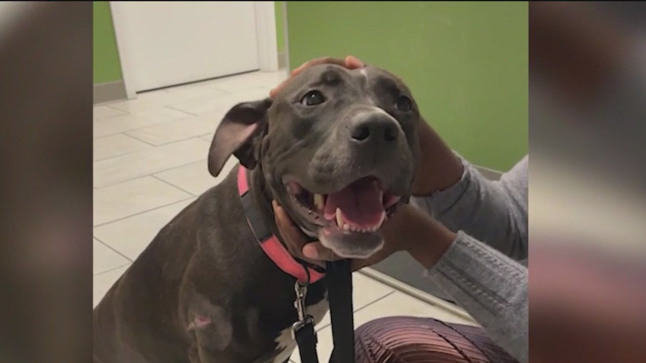 PAWS Chicago rescues dog shot in backyard, giving her a second chance at life