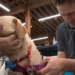 Portland rescue takes in LA shelter dogs, making space for pets displaced by fires