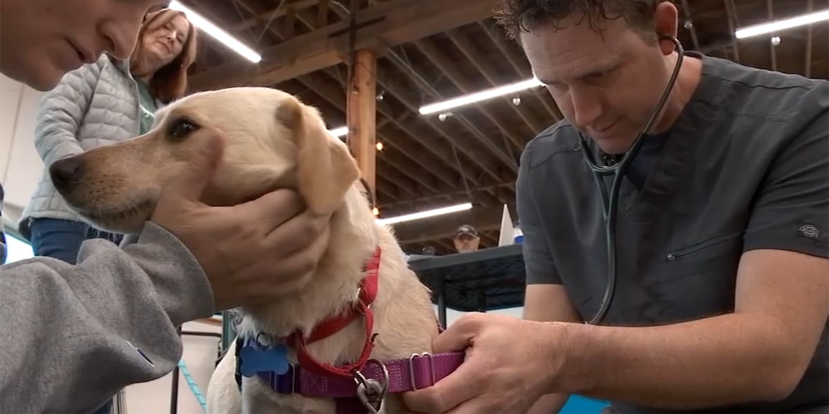 Portland rescue takes in LA shelter dogs, making space for pets displaced by fires