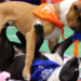 Puppy Bowl 2025: Philly-area shelter dogs to compete