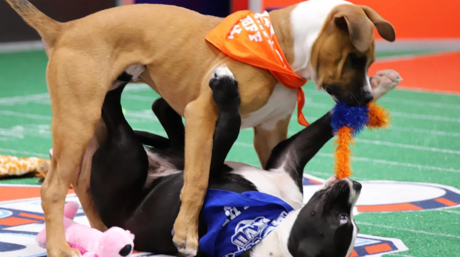 Puppy Bowl 2025: Philly-area shelter dogs to compete