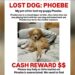 Queens woman desperate to find beloved dog that vanished in Kissena Park with Rover pet sitter