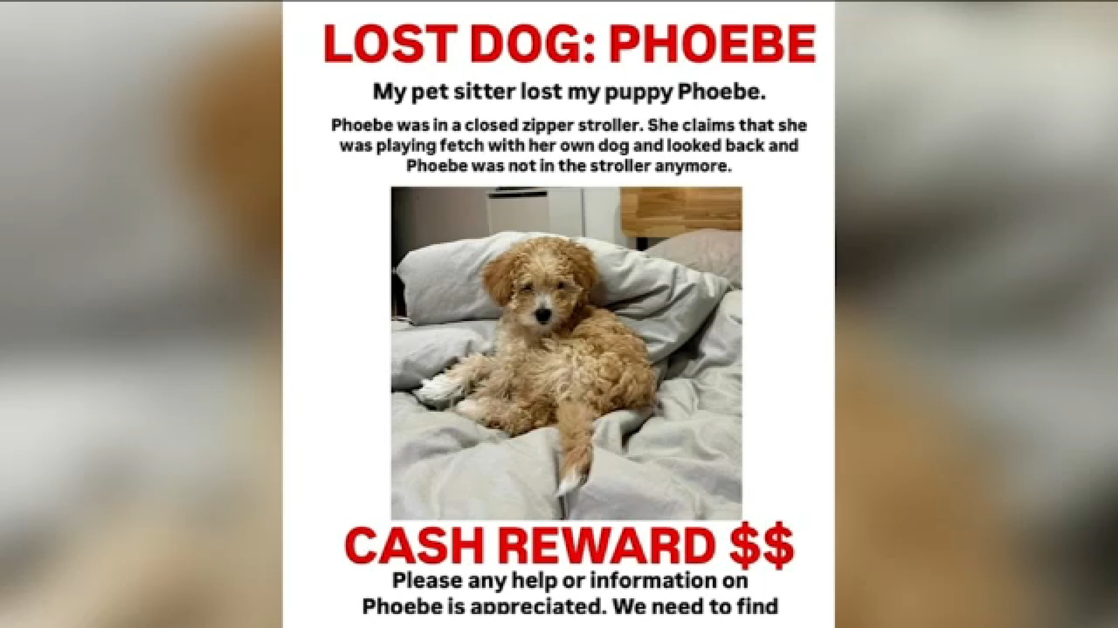 Queens woman desperate to find beloved dog that vanished in Kissena Park with Rover pet sitter