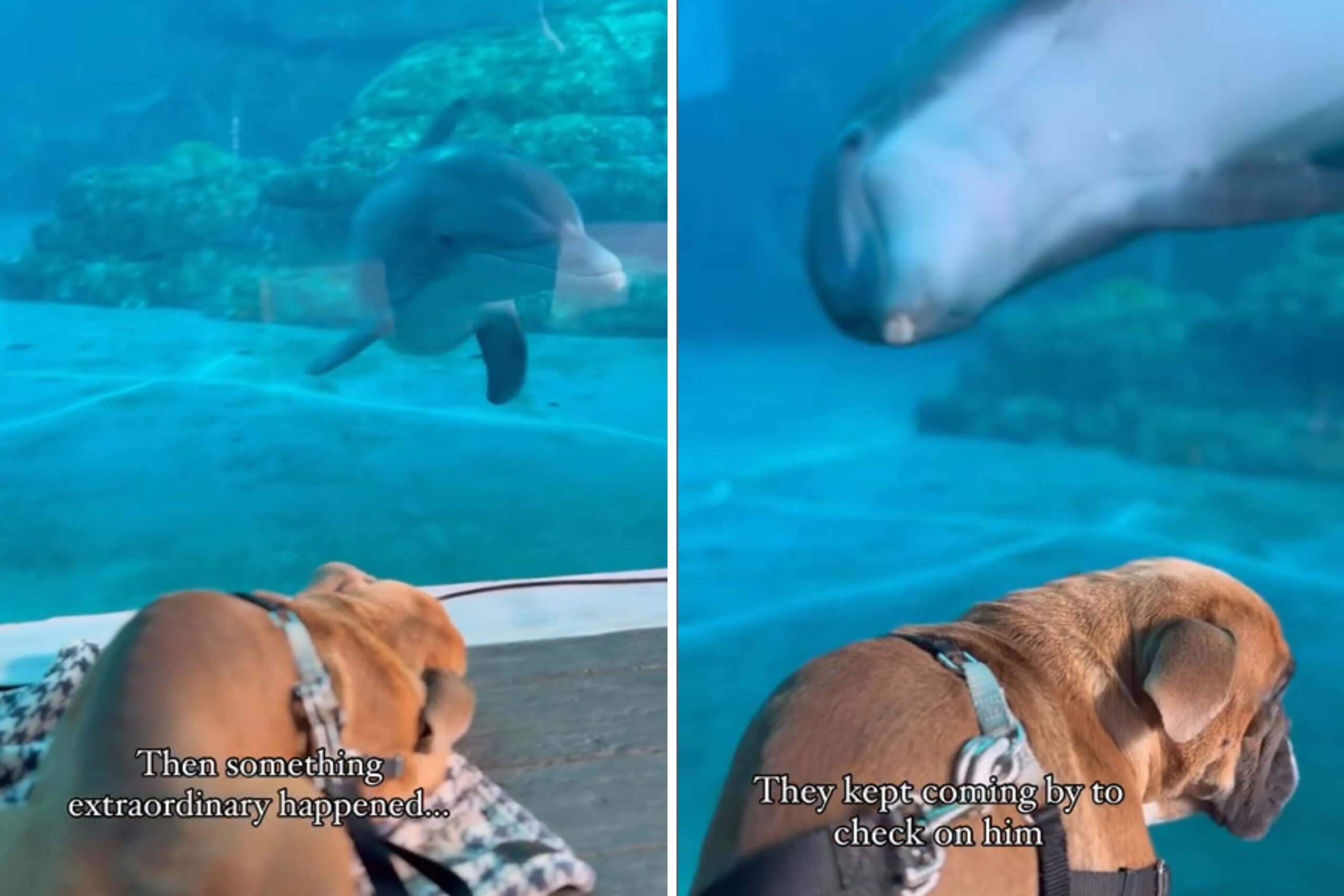 Dolphins check on dog