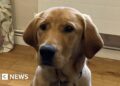 Suffolk couple volunteering to raise a future guide dog