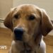 Suffolk couple volunteering to raise a future guide dog