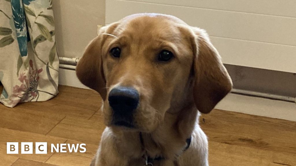 Suffolk couple volunteering to raise a future guide dog