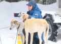 Tahquamenon Country Sled Dog Race returns to Newberry after 2 years