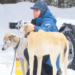 Tahquamenon Country Sled Dog Race returns to Newberry after 2 years