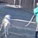 A woman wearing a bright blue sweatshirt was seen dragging her dog on a leash through the Pinal County Animal Care and Control parking lot