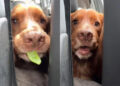 This Video Proves Dog Loves His Snacks a Bit Too Much