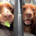 This Video Proves Dog Loves His Snacks a Bit Too Much