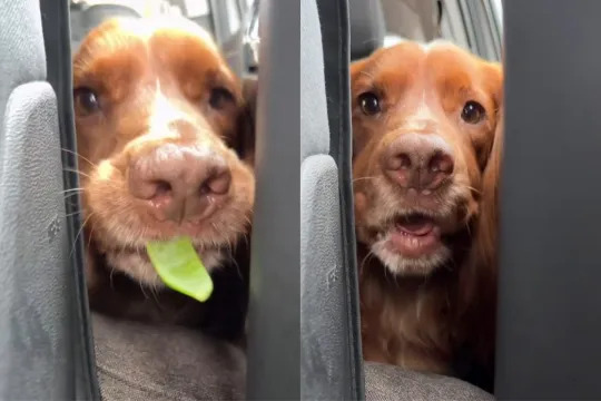 This Video Proves Dog Loves His Snacks a Bit Too Much