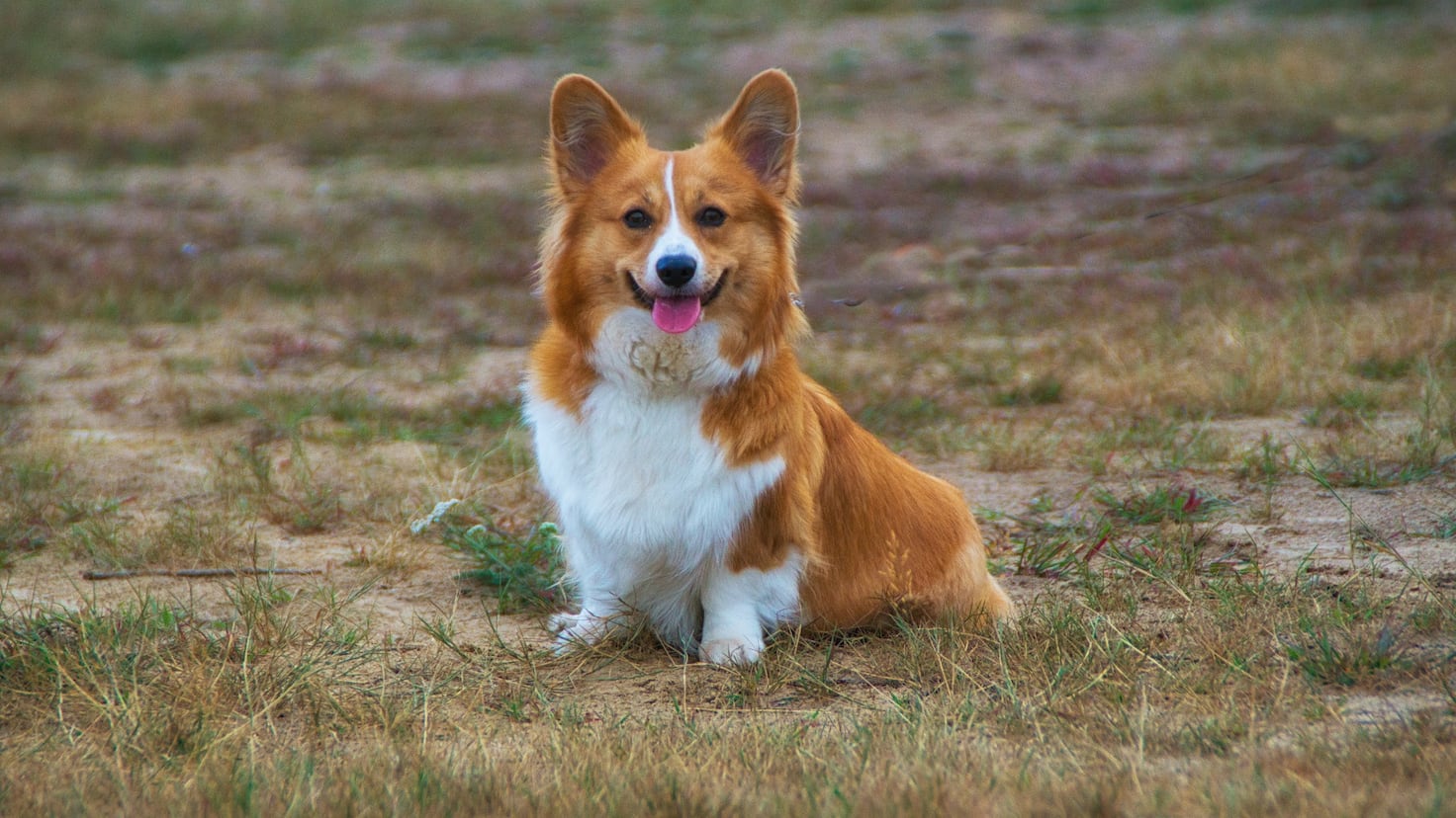 This is how to speak to a dog if you want it to understand you, experts say