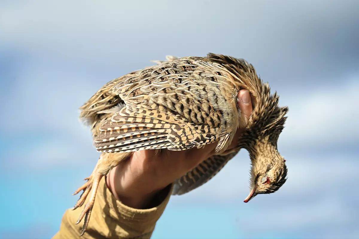 Upland Hunting for Doves and Perdiz in Argentina