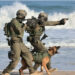 Why Israel's IDF has dogs working against Hamas in Gaza - Defense News