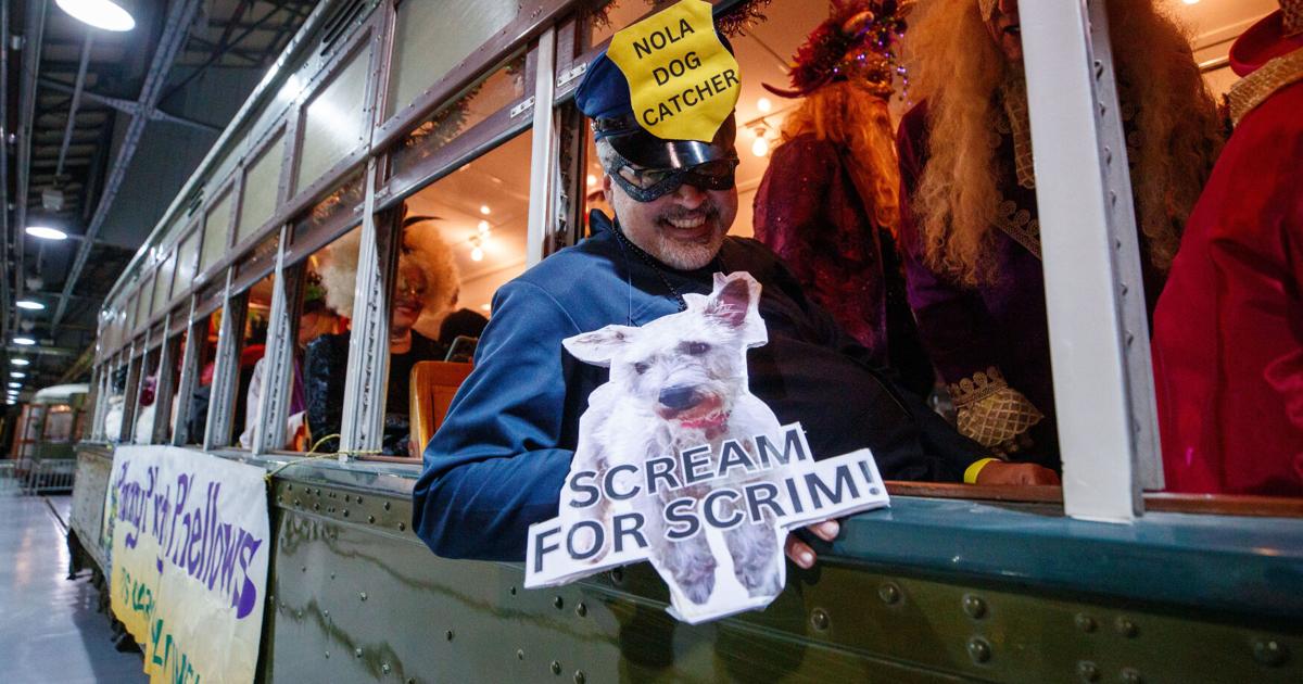 Will Scrim, the stray dog, be a star of Mardi Gras 2025? | Mardi Gras